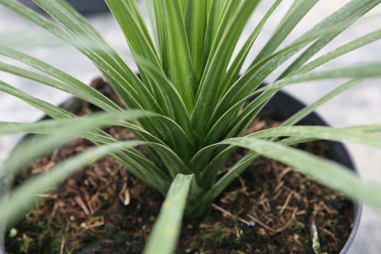 Cordyline 12