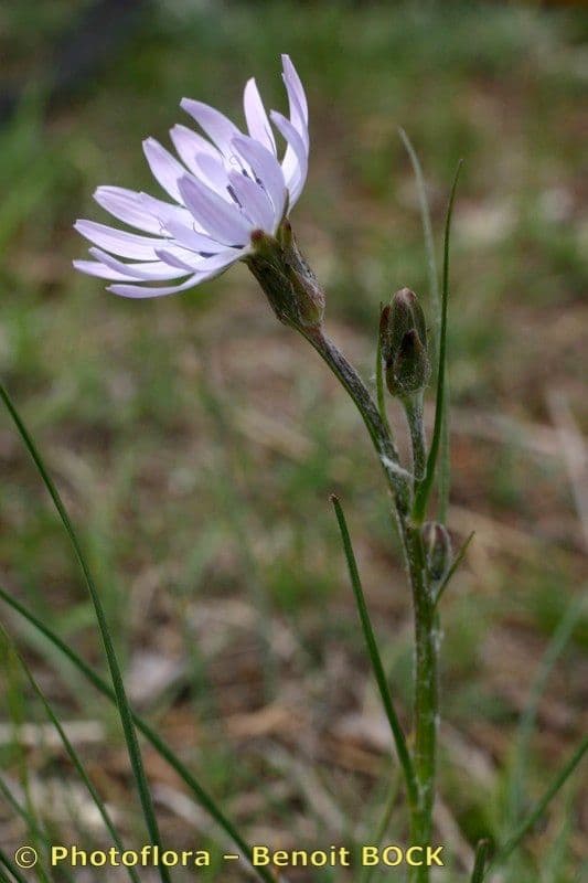 Podospermum 21