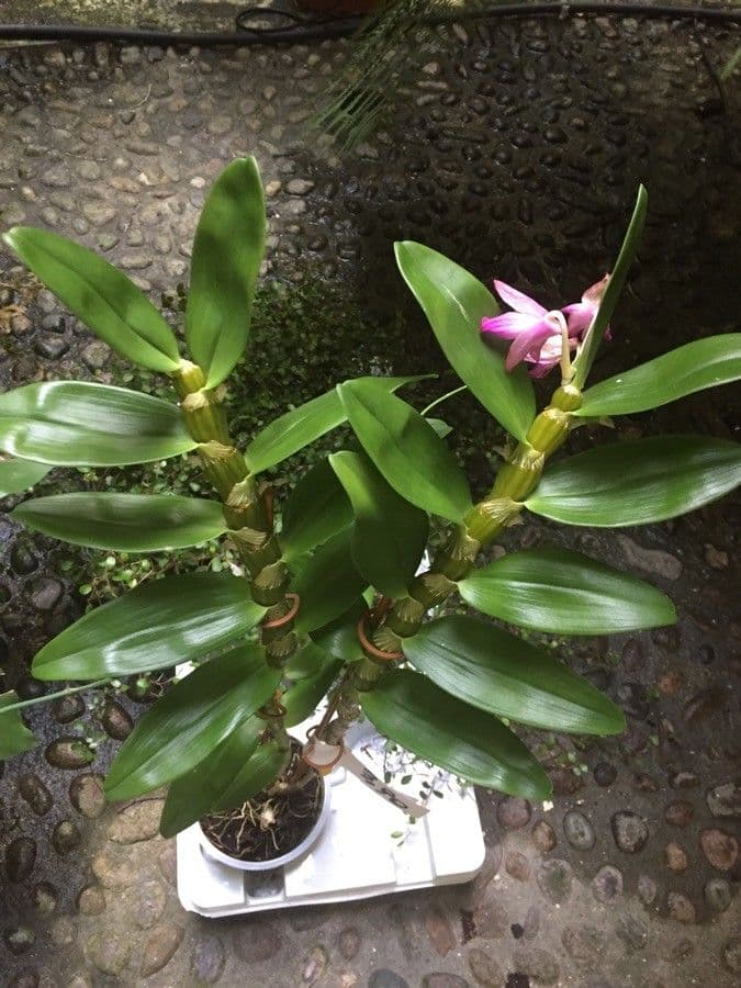 Vavřínovitý dendrobium 13
