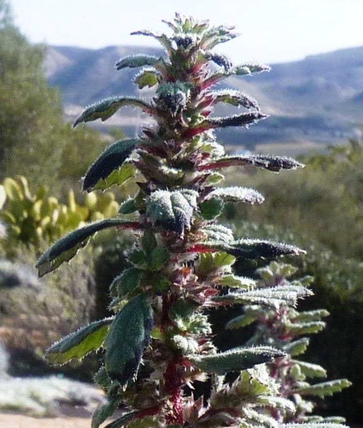Forsskaolea 10