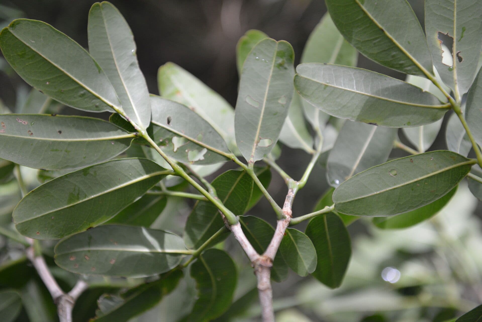 Aceitillo 10