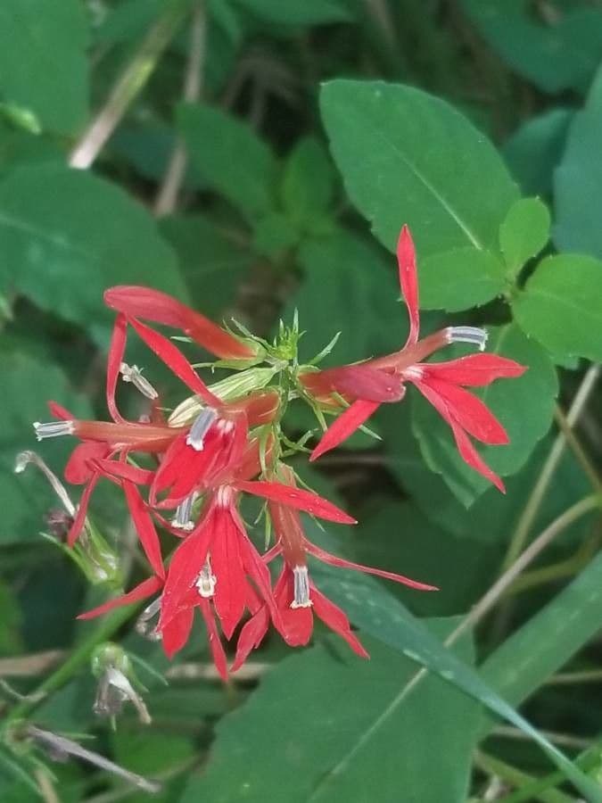 Lobelia cardinale 6
