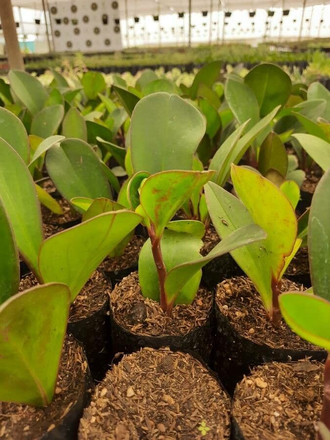 Peperomia 15