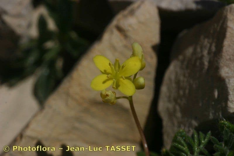 Biscutella 3