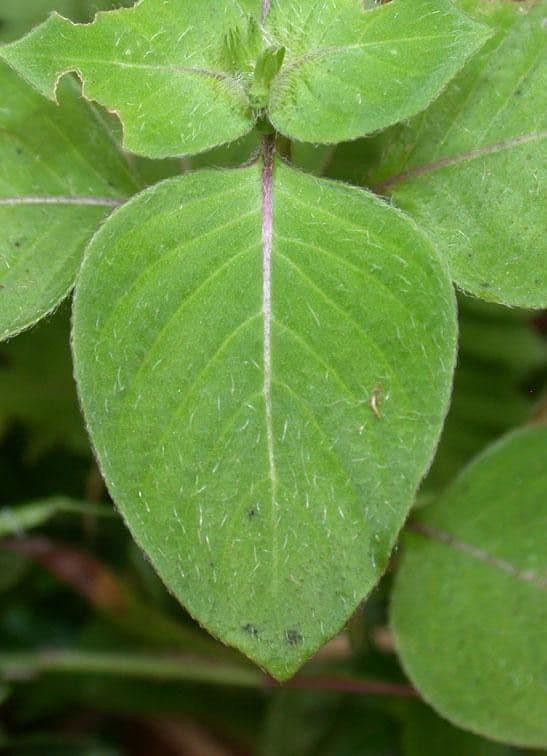 Coccocypselum 17
