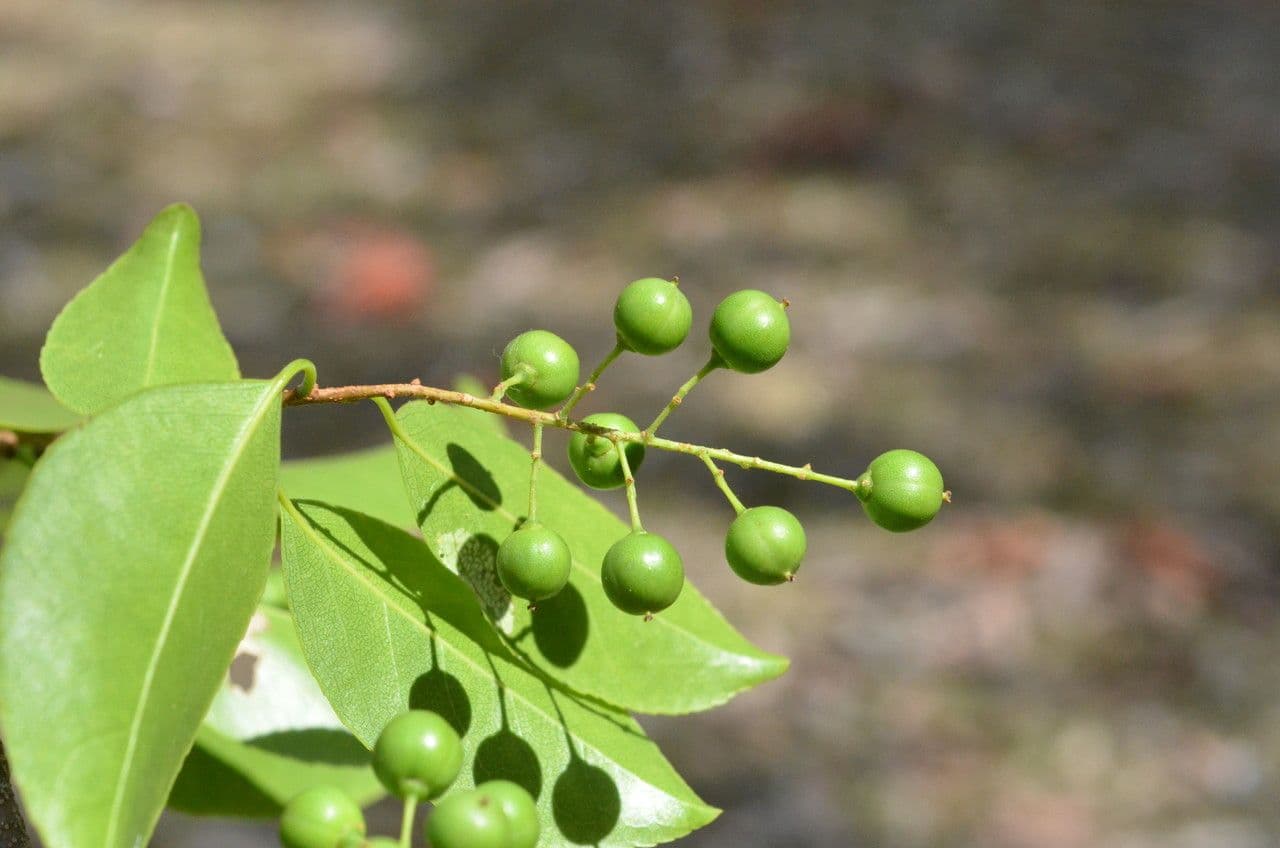 Celastrus subspicatus 2