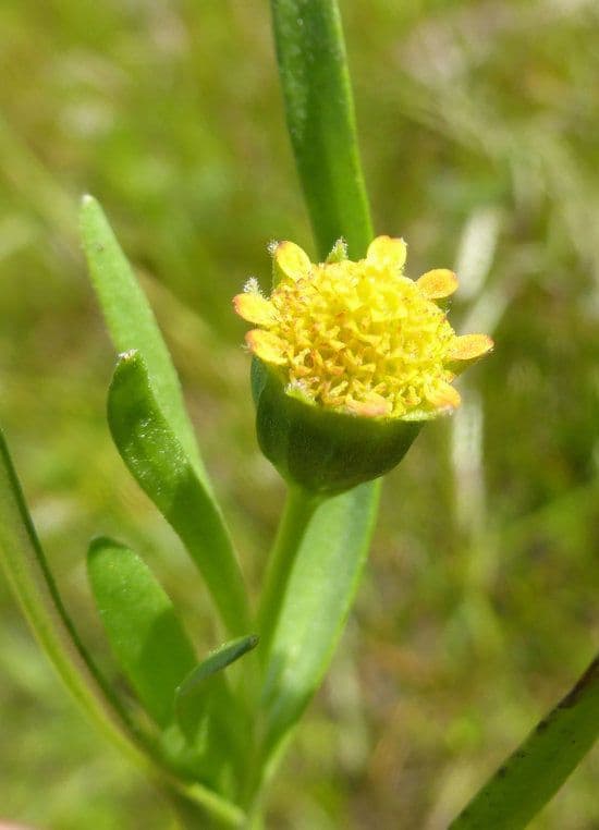 Lasthenia glabra 3