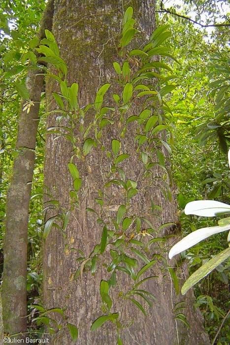 Orchidea ombrello pallida 12