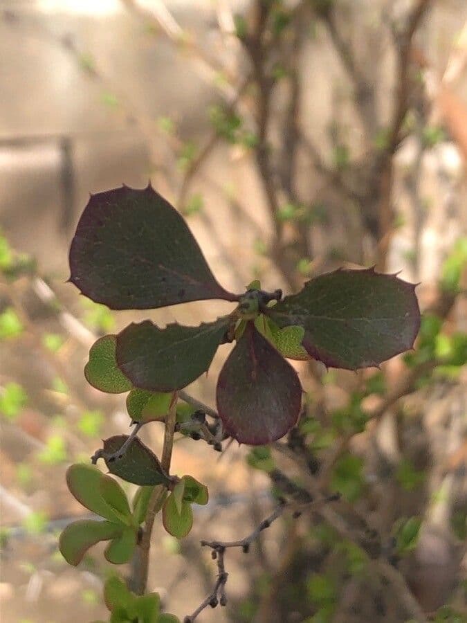 Berberitze 4
