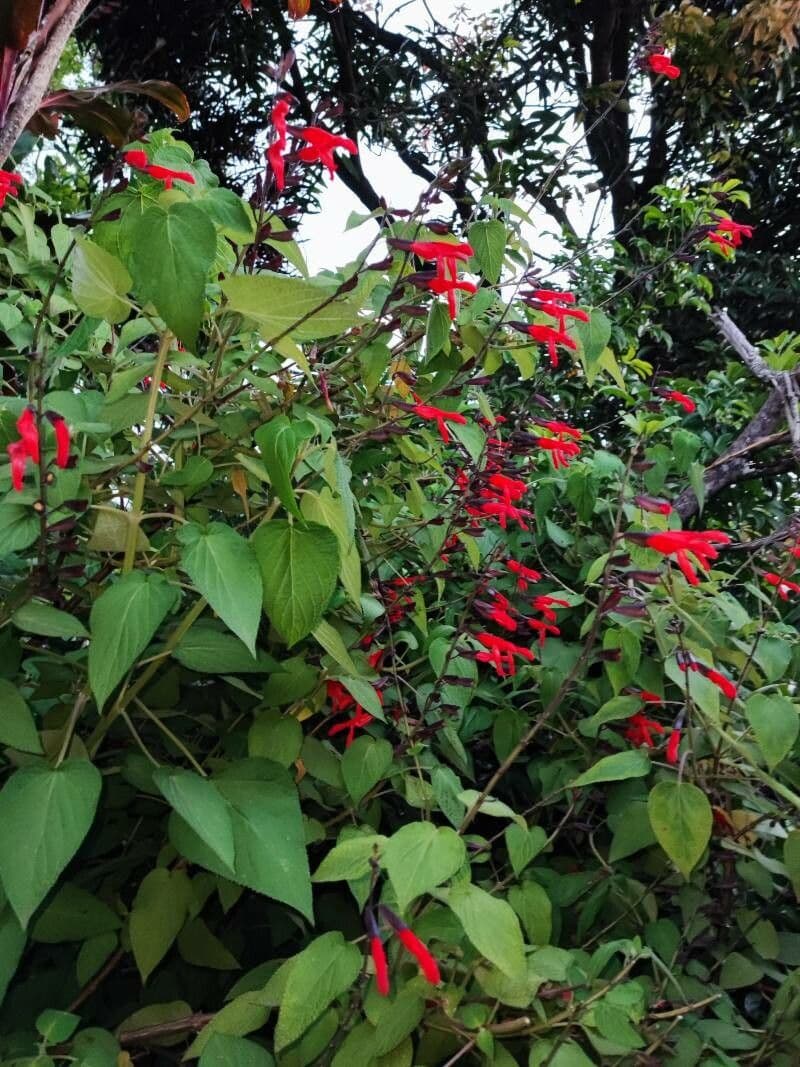 Salvia 2