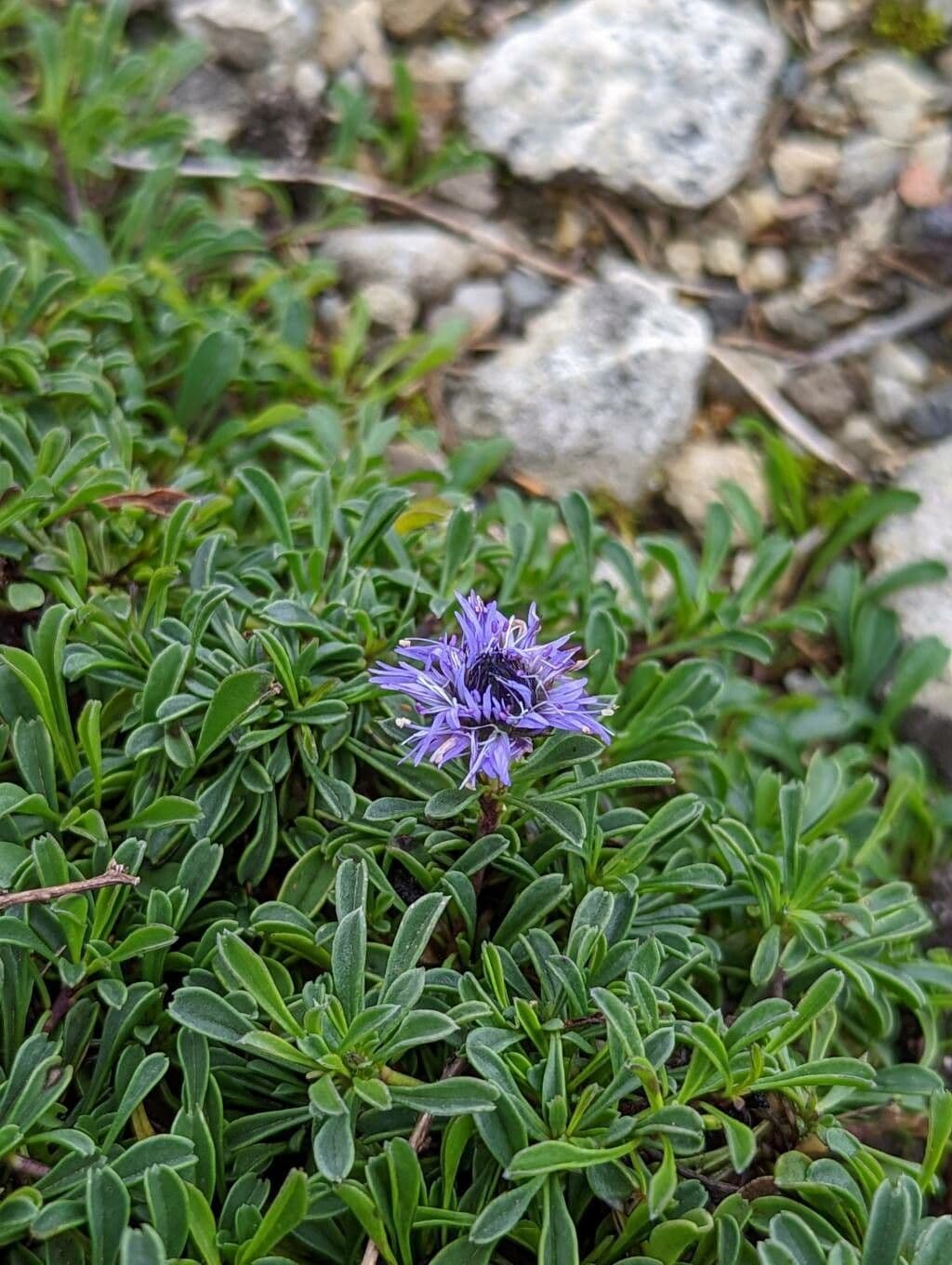 Globularia 5