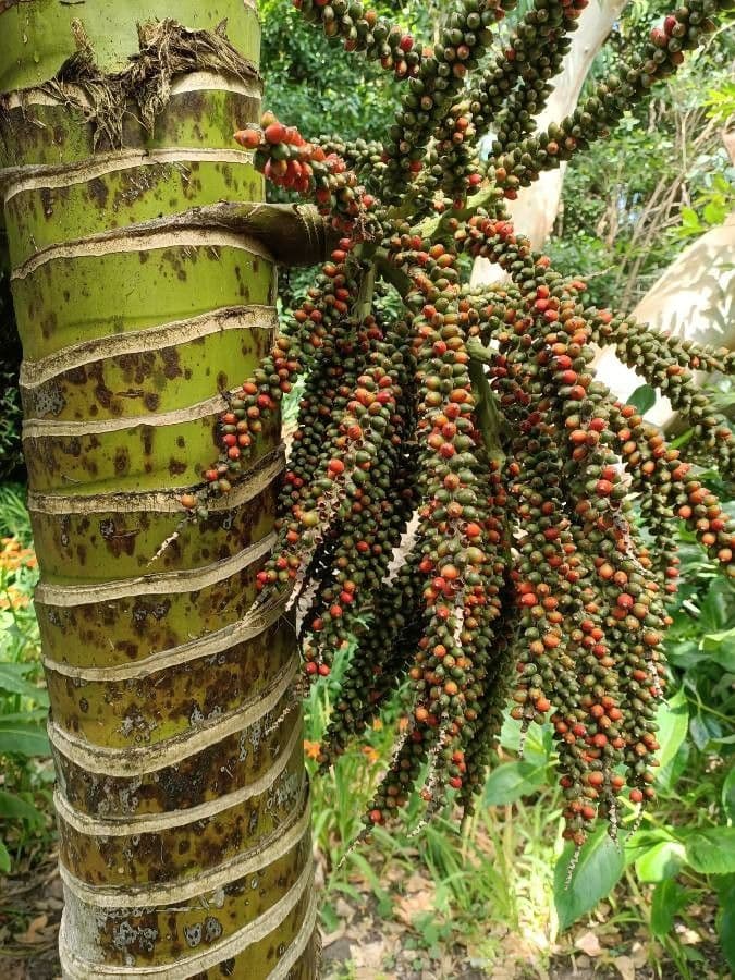 Palma Nikau 3