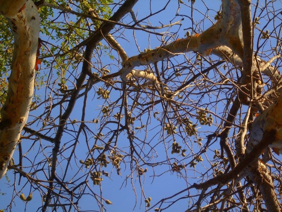 Sterculia 7