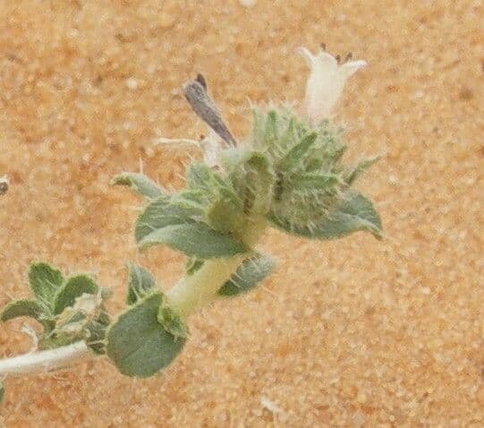 Moltkiopsis ciliata 13