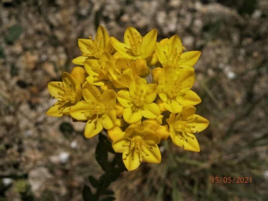 Haplophyllum 2