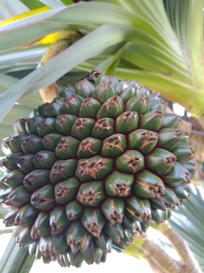 Pandanus tectorius 3