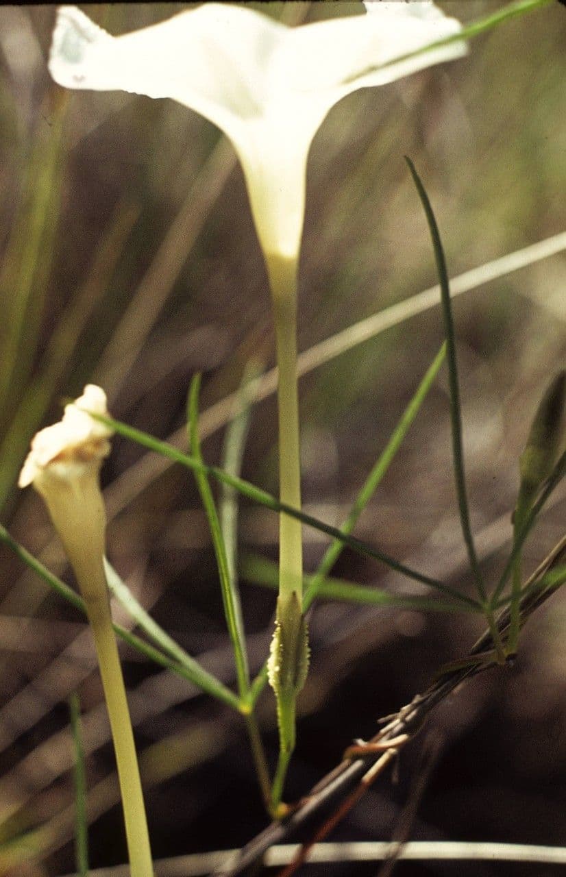 Ipomoea 8