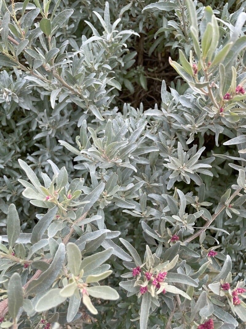 Atriplice cinerea 5