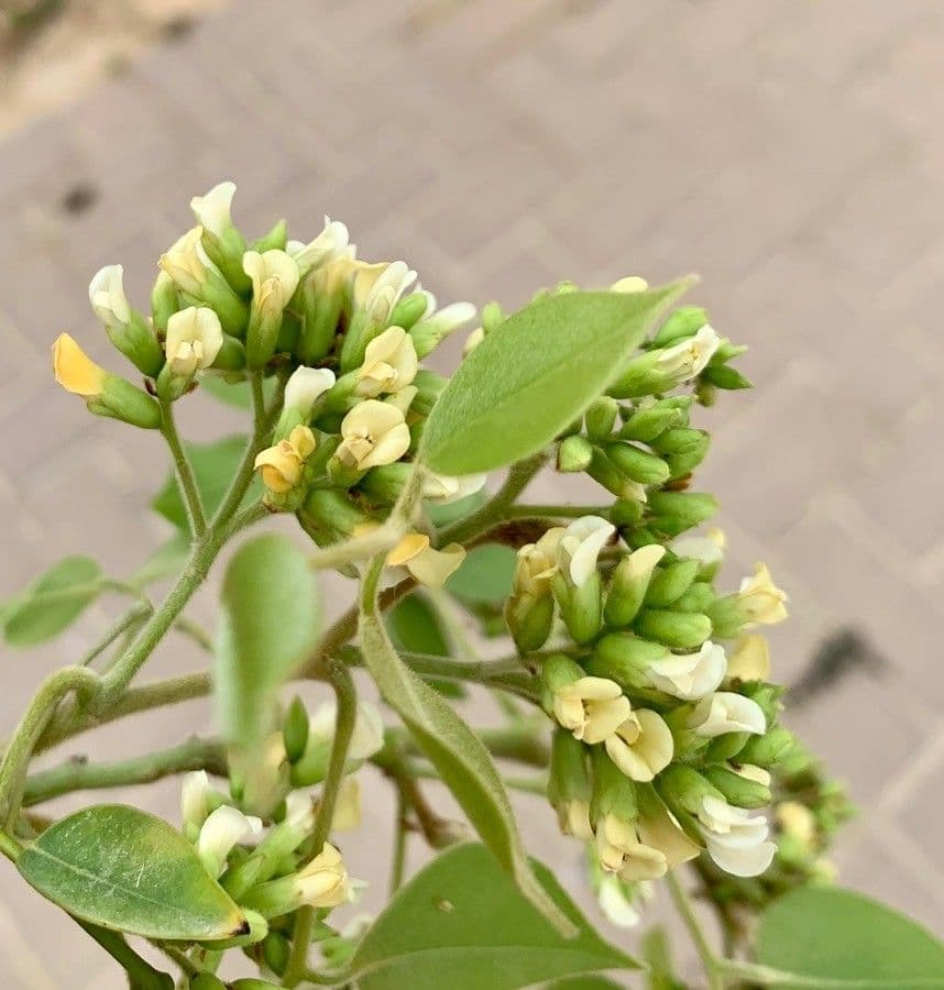 Shisham 6