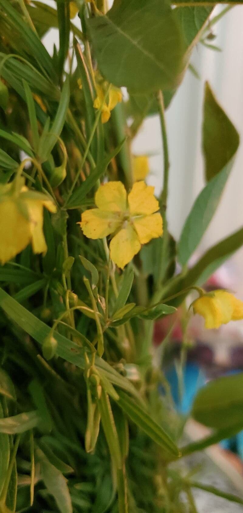 Lysimachia quadriflora