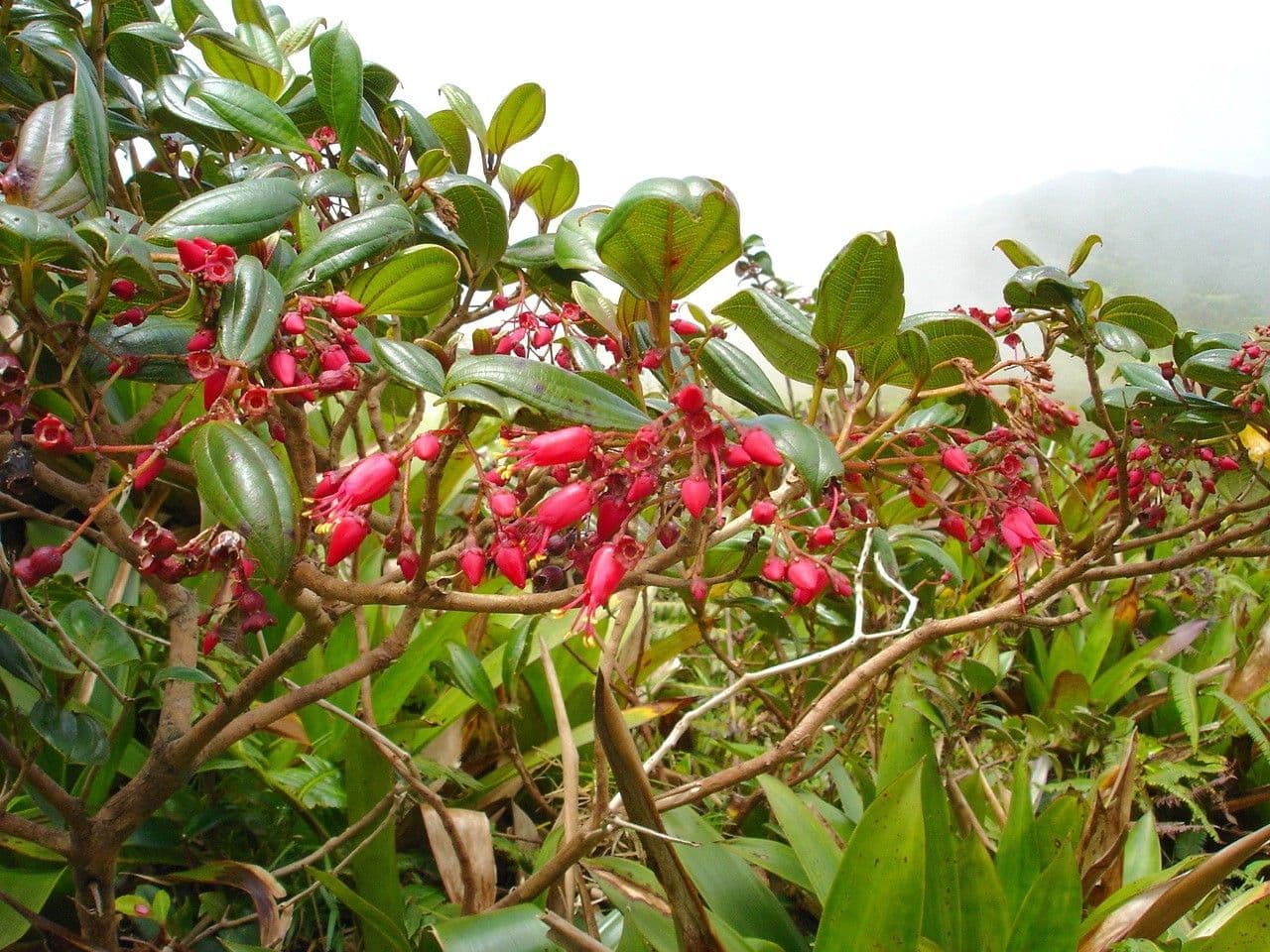 Miconia