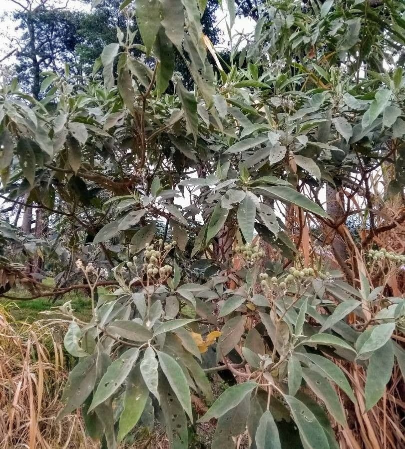 Solanum 2