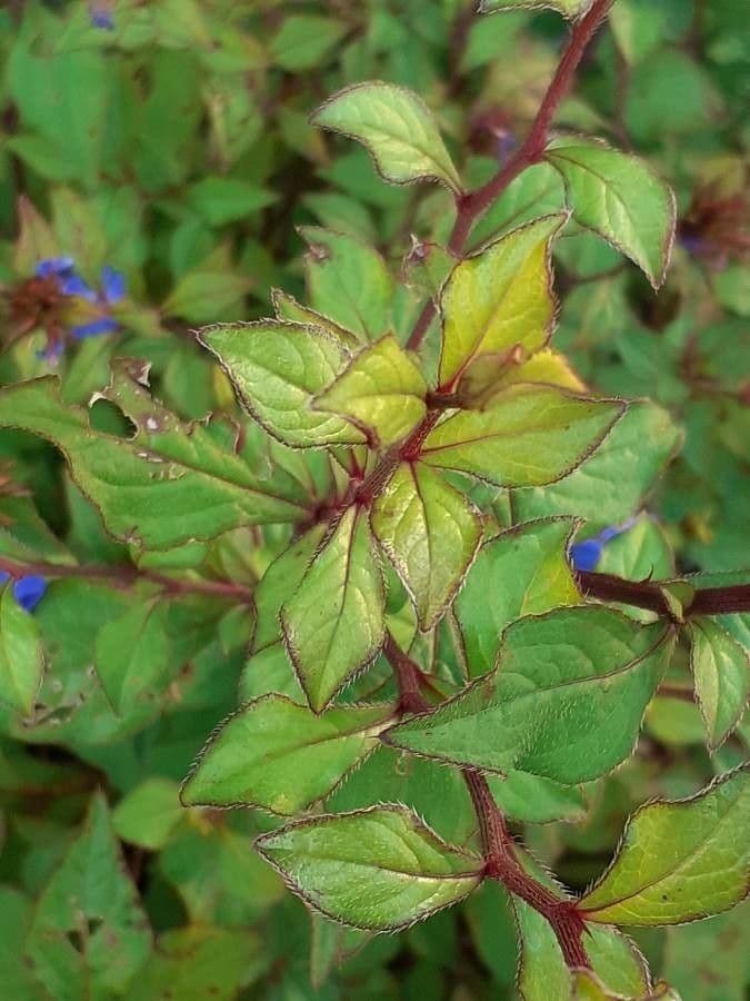 Ceratostigma 17