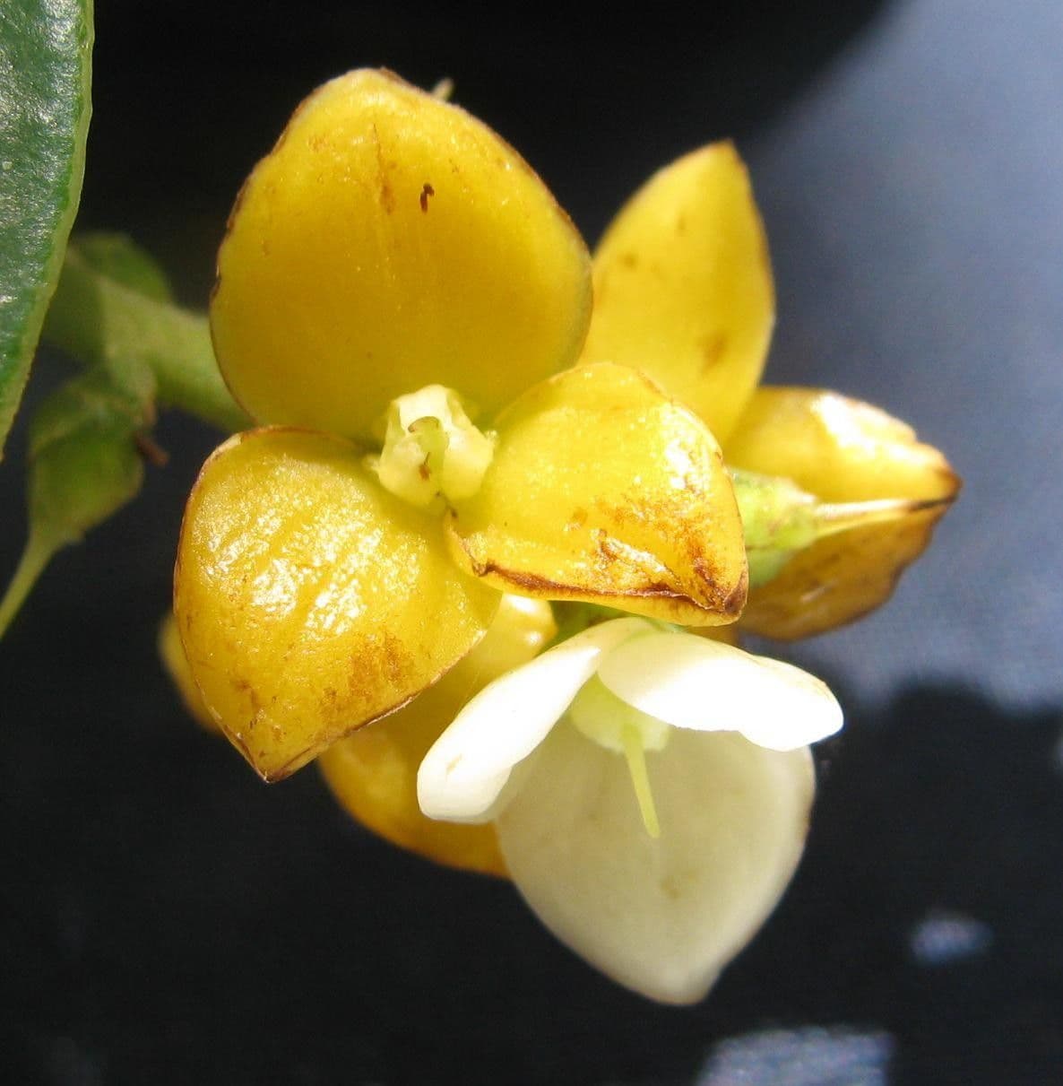 Meliosma 5