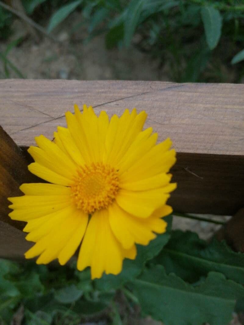 Coreopsis grandiflora 21