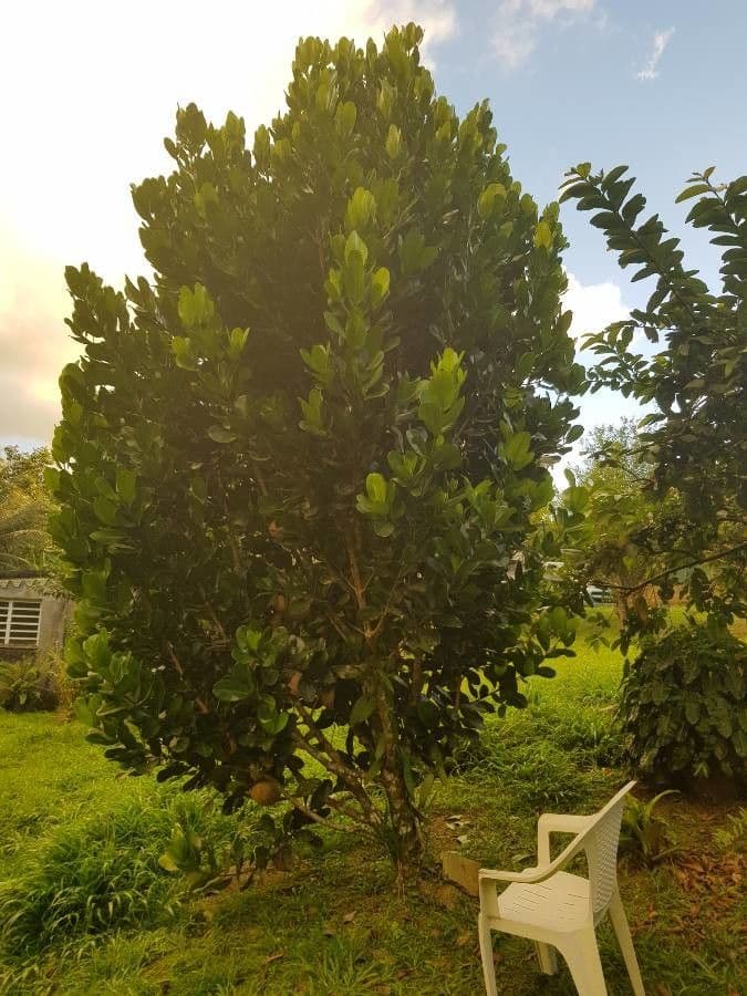 Mamey 27