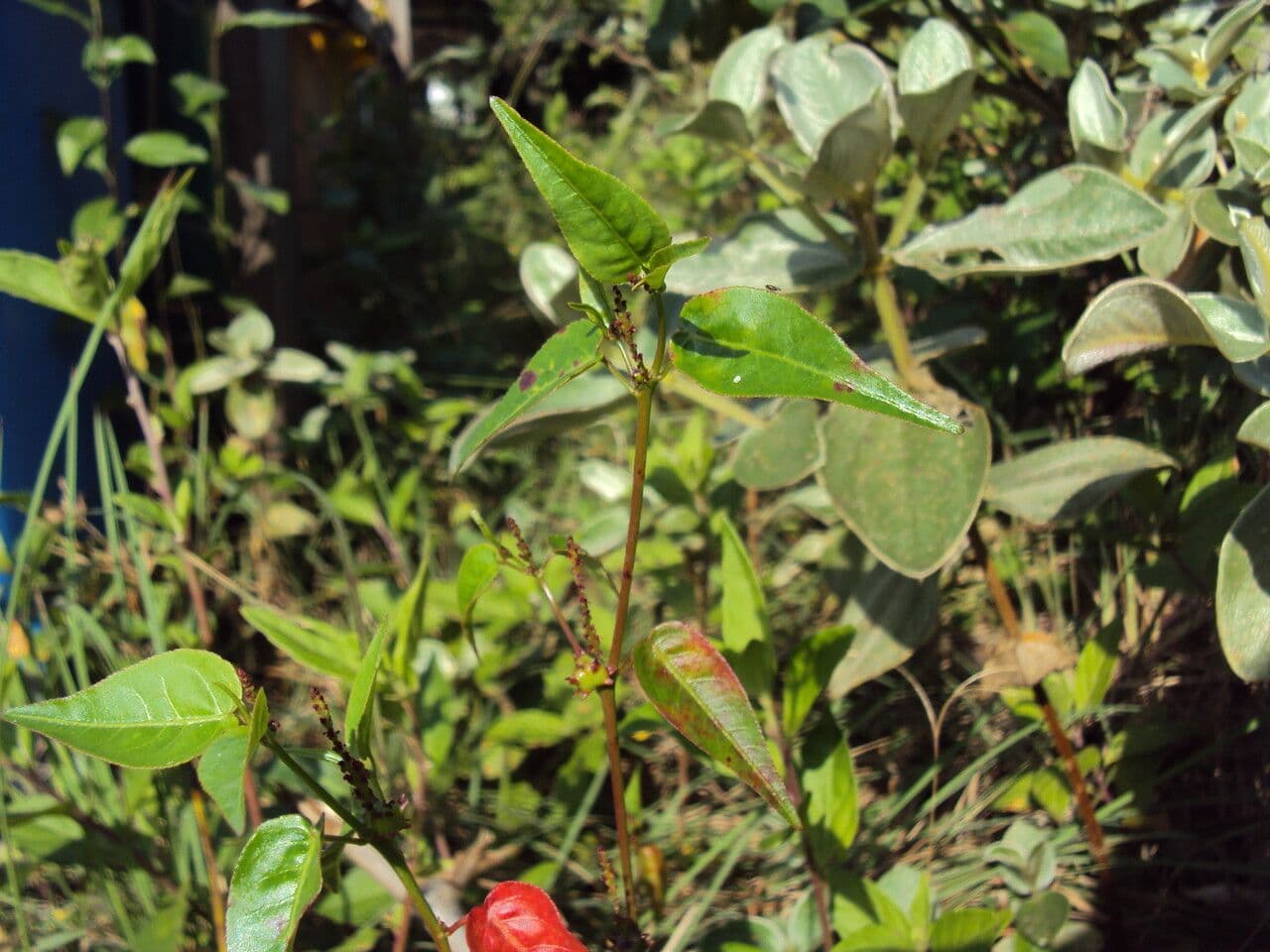 Microstachys corniculata 11