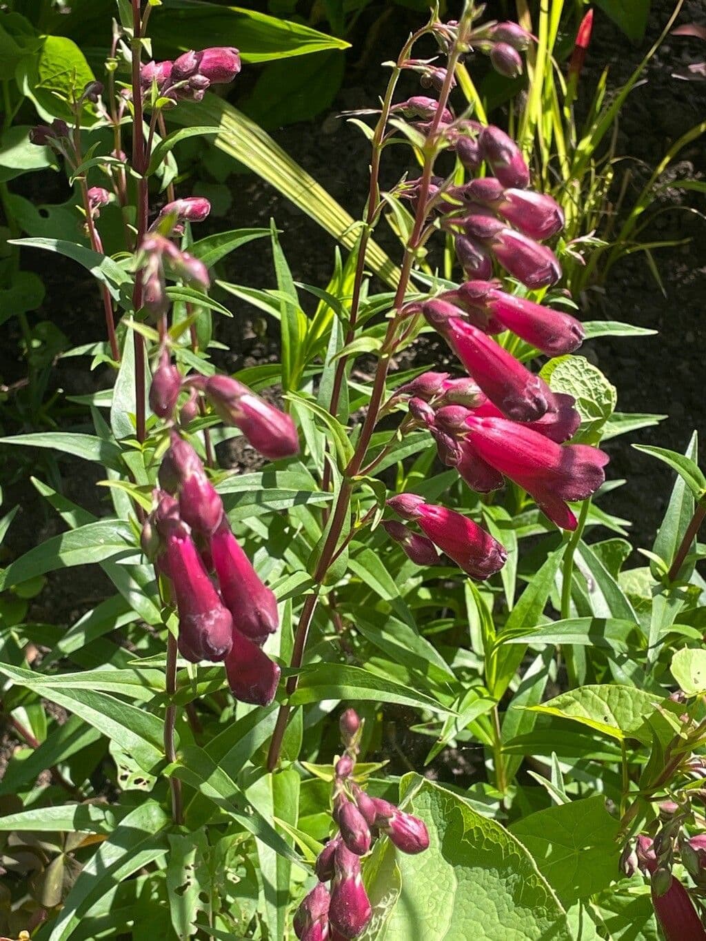 Penstemon barbato 4