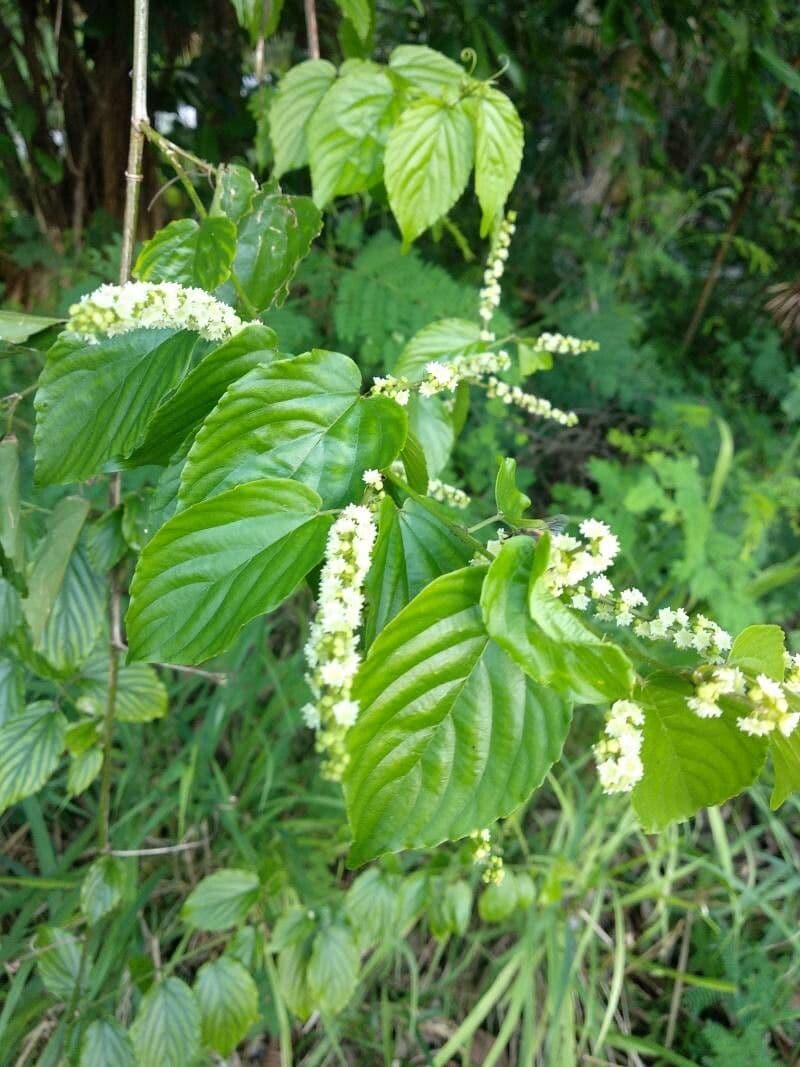 Hopfenblättrige Gouania 5