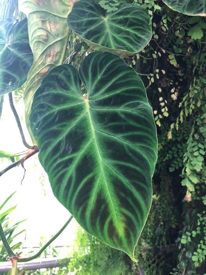 Warziger Philodendron 12