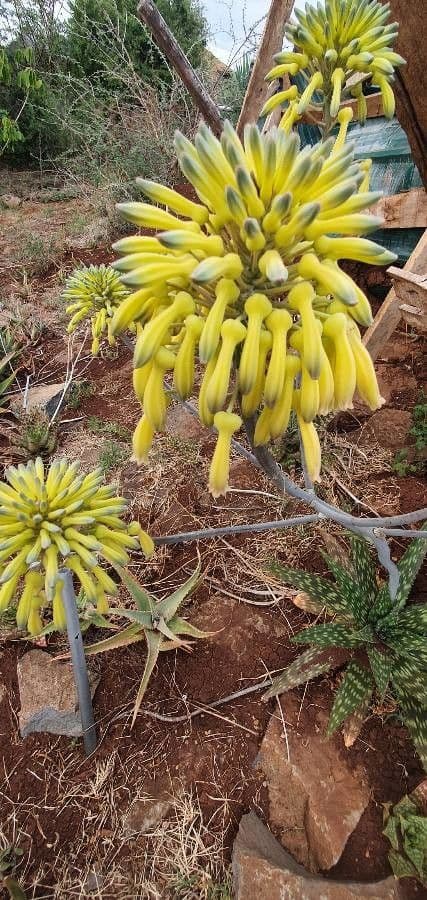 Aloe 5