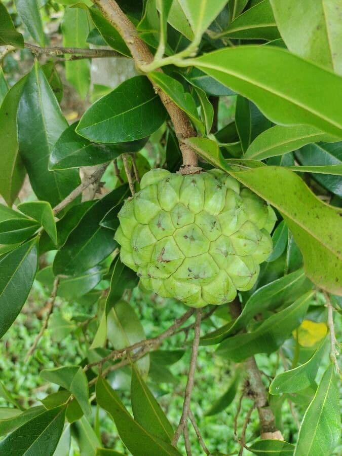 Duguetia 3