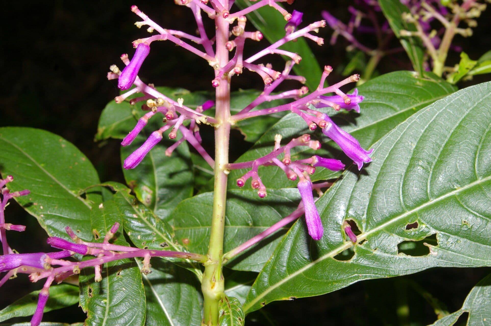 Palicourea
