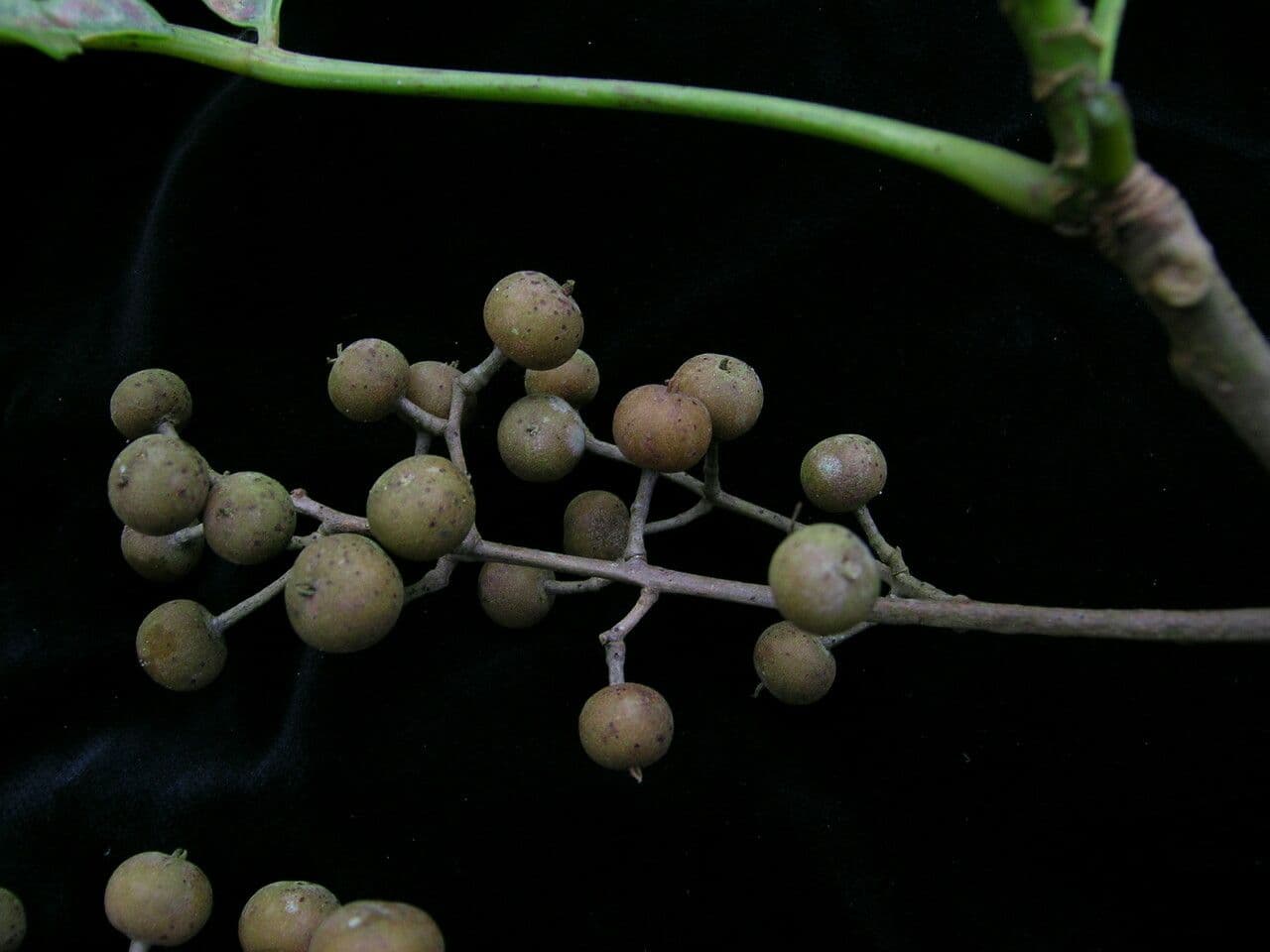 Bischofia javanica 8