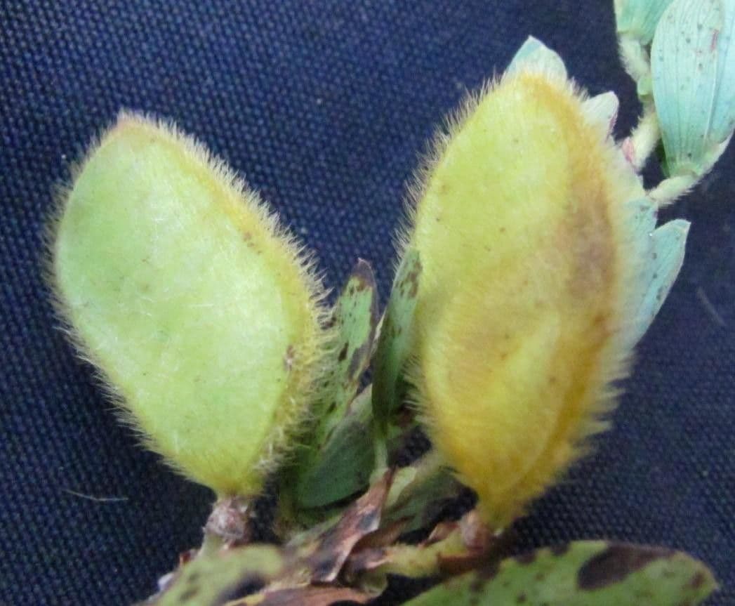 Desvauxs Mimose