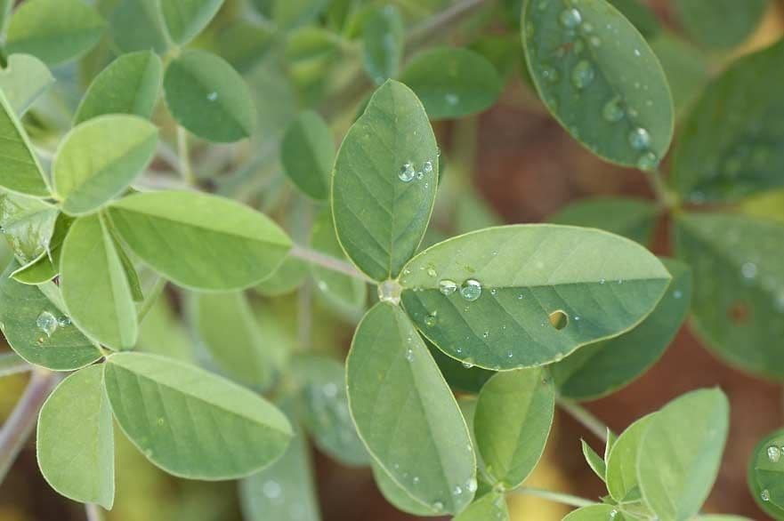 Crotalaria incana 17