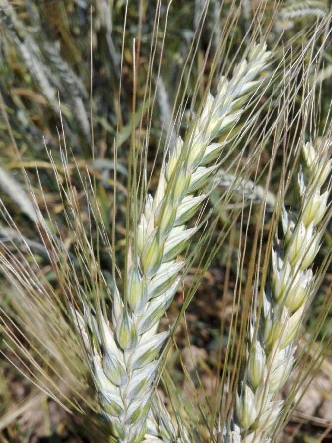 Orzo 8