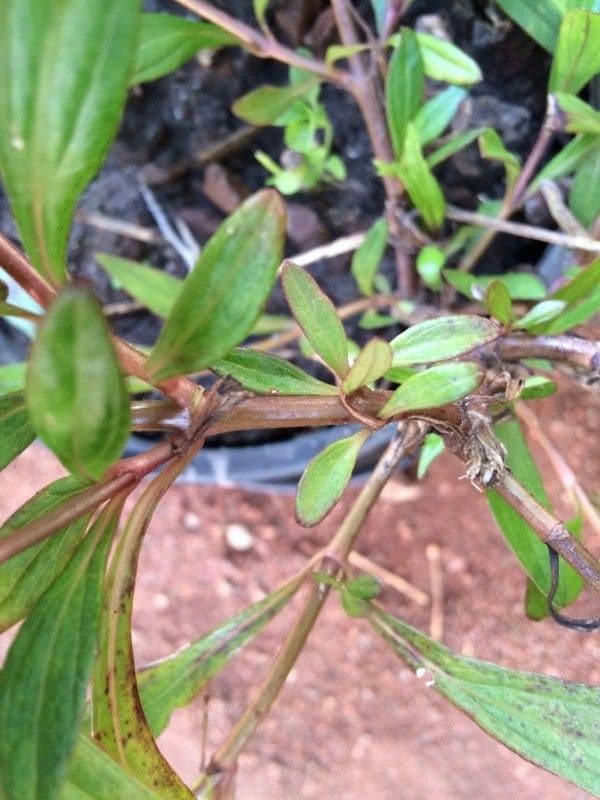 Ayapana triplinervis 19
