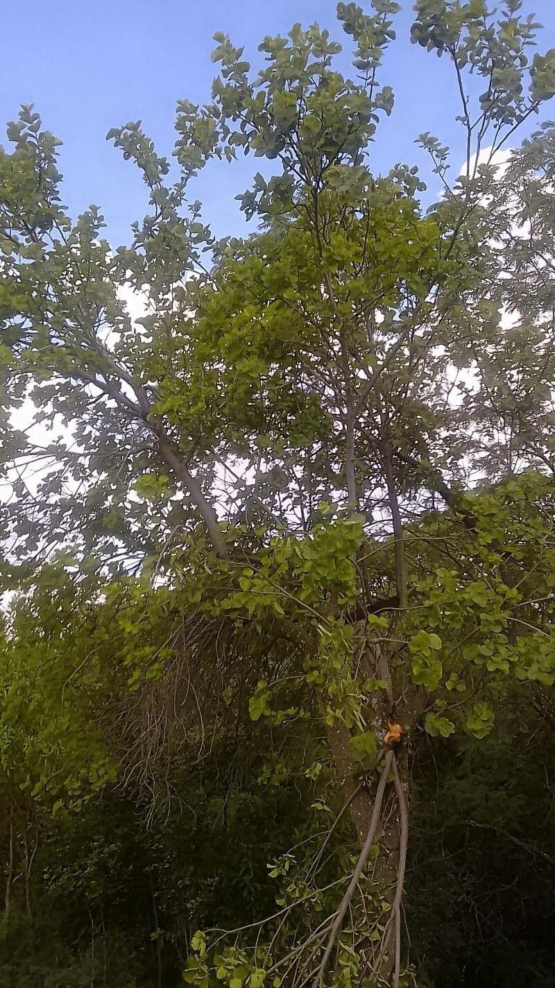 Dombeya