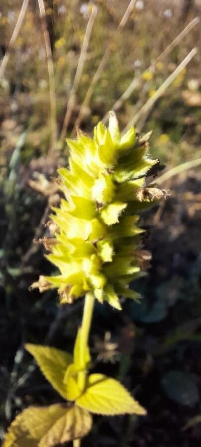 Sideritis hyssopifolia 8