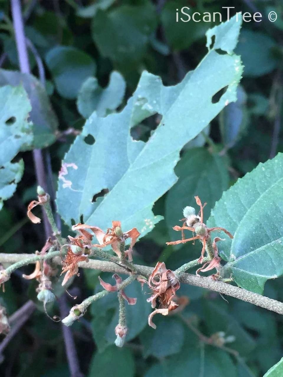 Grewia caffra 4