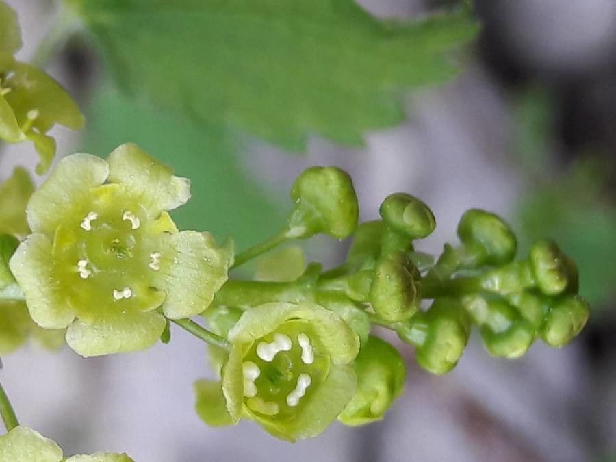 Ríbezľa červená 8