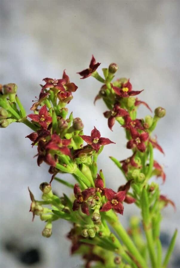 Asperula purpurea 5