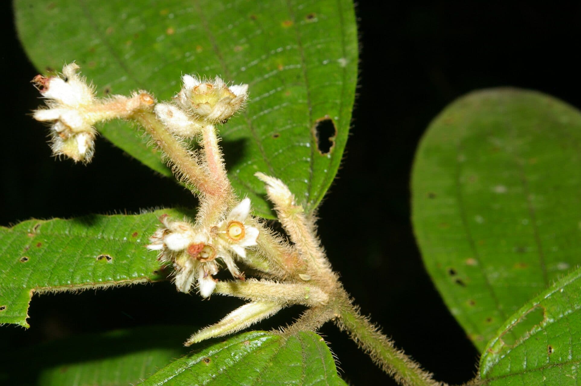 Conostegia
