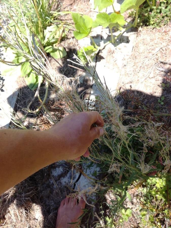 Epilobium lanceolatum 12