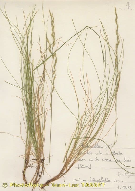 Festuca de hoja variable 9